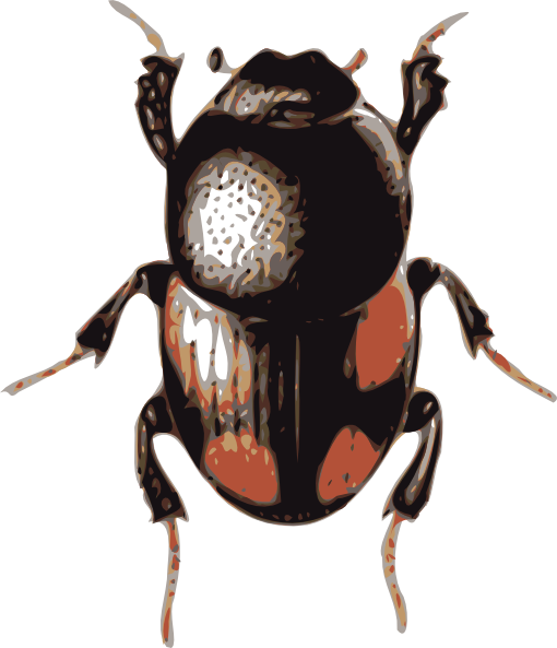 Insect Beetle Png Images - Beetle Clipart (510x593)