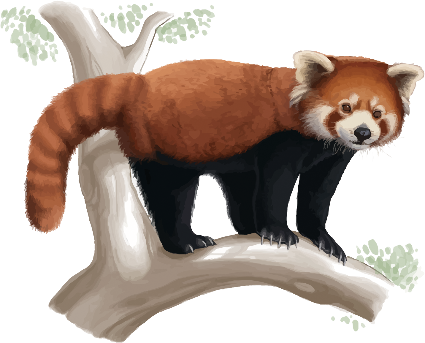 Red Panda Giant Panda Drawing Cuteness - Red Panda Realistic Drawing (1500x1218)