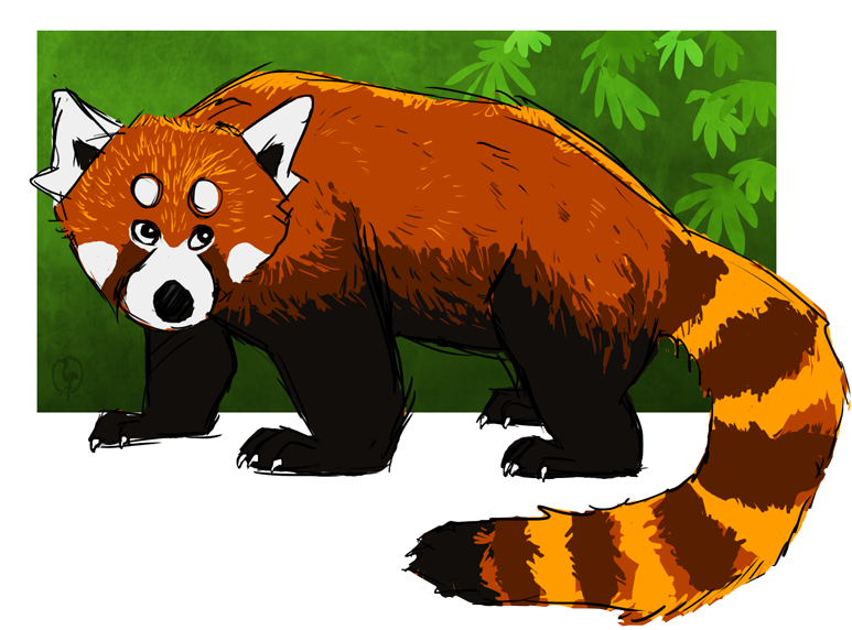 Red Panda Bear Vertebrate Giant Panda Carnivora - Red Panda Bear Vertebrate Giant Panda Carnivora (800x573)