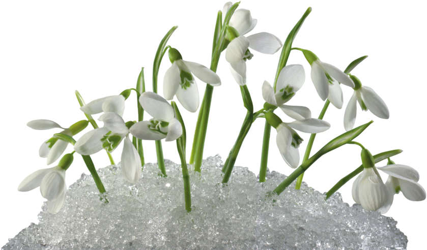 Snowdrop Spring Flower Wallpaper Clipart - Snowdrop Flower Transparent (900x524)