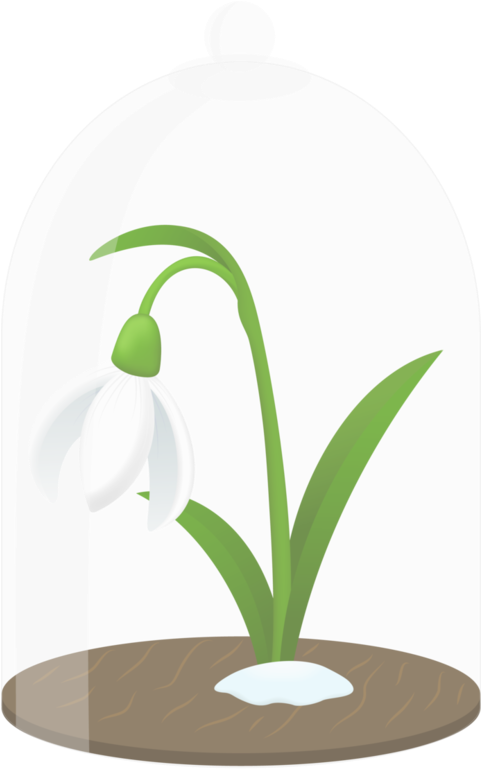 Snowdrops - Snowdrop (480x800)