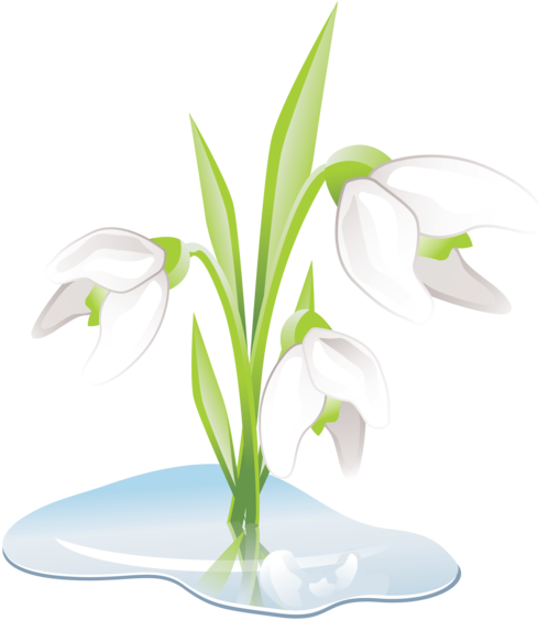 Snowdrops - Portable Network Graphics (518x568)
