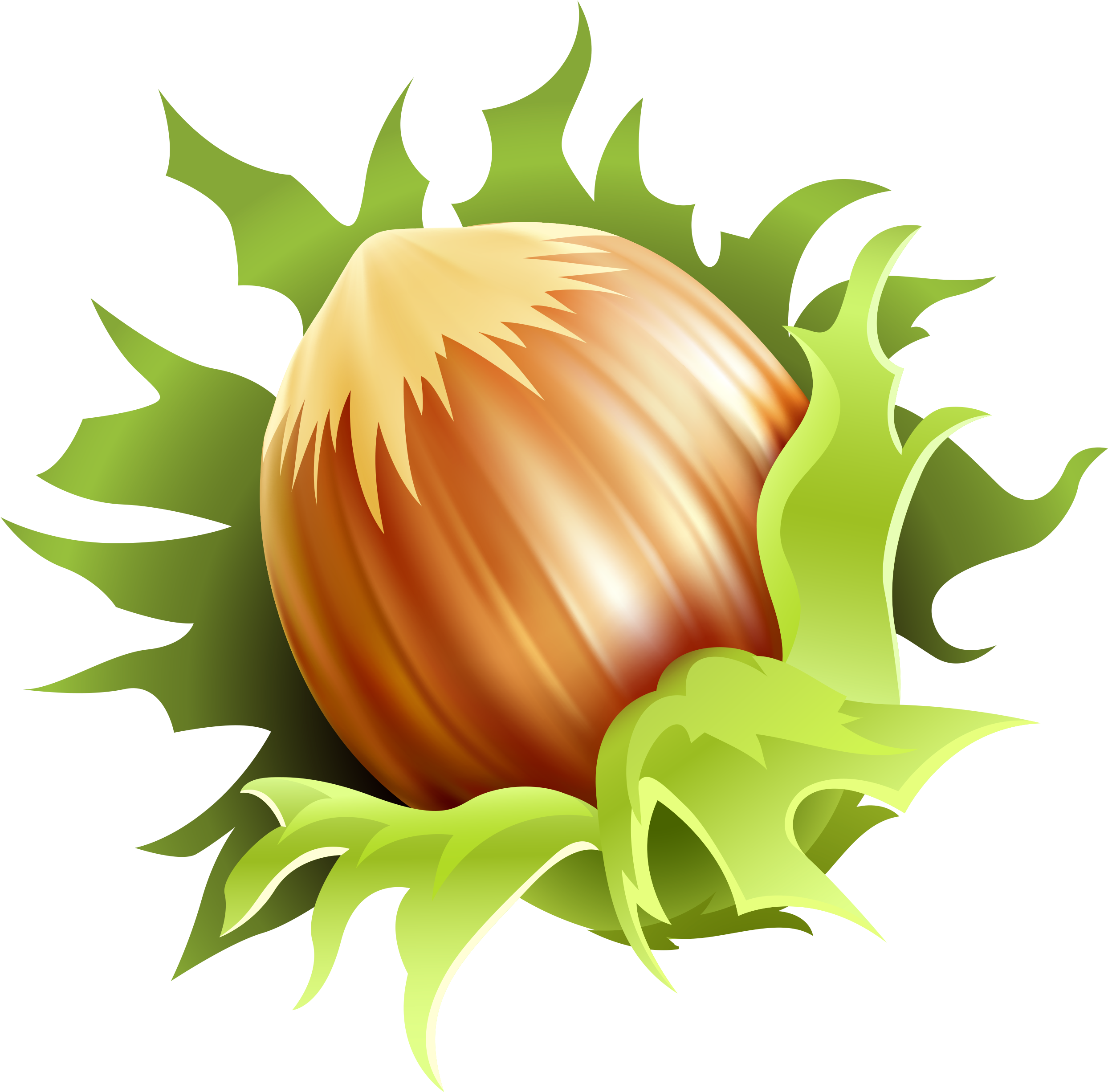 Hazelnut Clipart - Noisette Clipart (2580x2544)