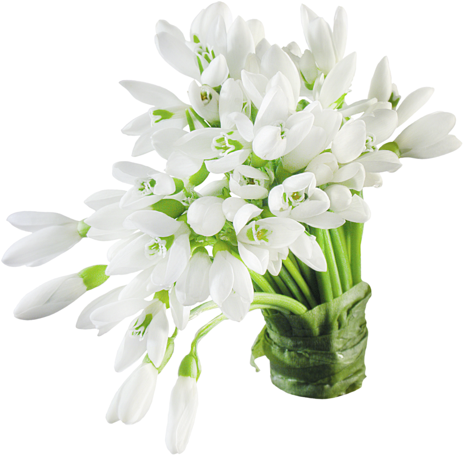 Snow Drops - Snow Flowers Png (1000x983)