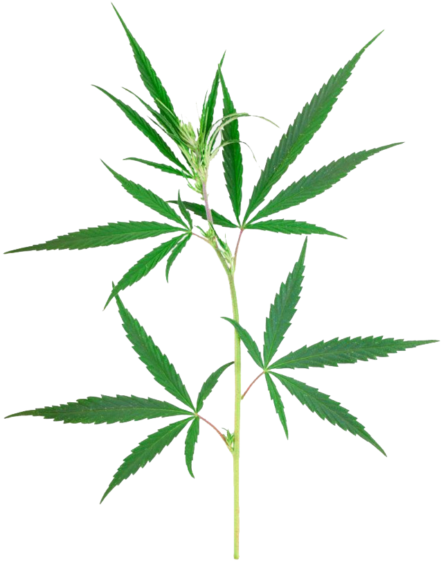 Planta Marihuana Png (650x846)