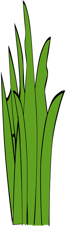 Weed Clipart Long Grass - Pixabay (360x720)