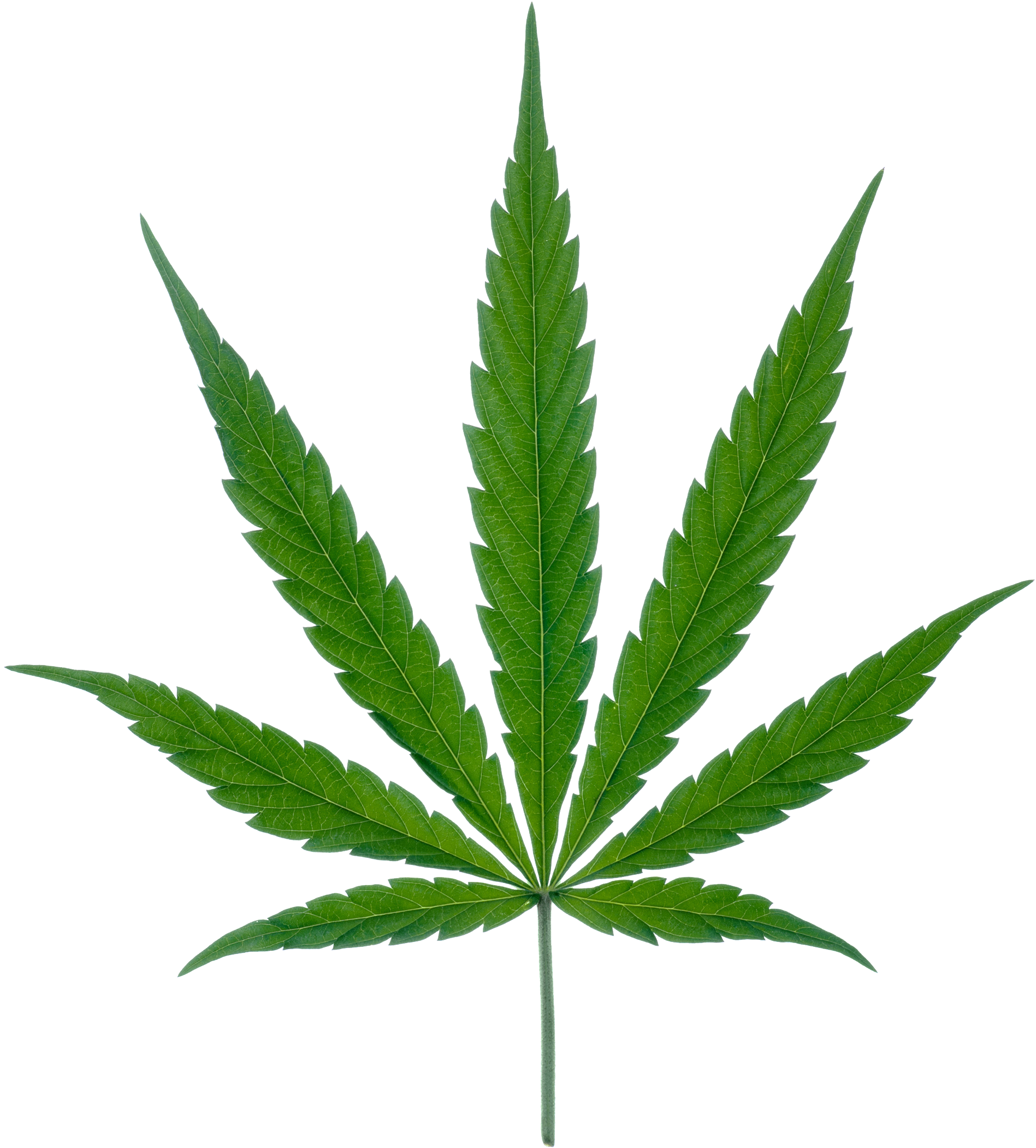 Cannabis Leaf (1988x2210)