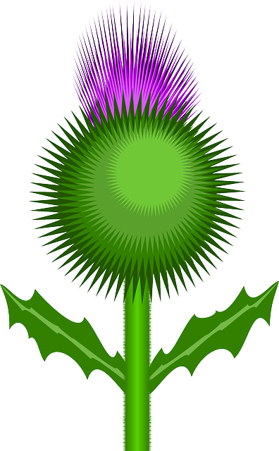 Flower, Thorns, Bonny, Weed, Plant, Bloom - Scotland Flower Clip Art (396x640)