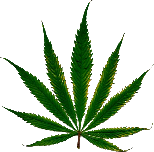 Marijuana Leaf White Background (850x844)