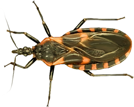 Kissing Bug Png Photos - Kissing Bug Png (500x385)