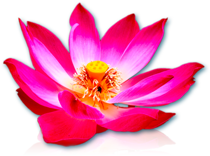 Previous Image - Sacred Lotus (490x420)