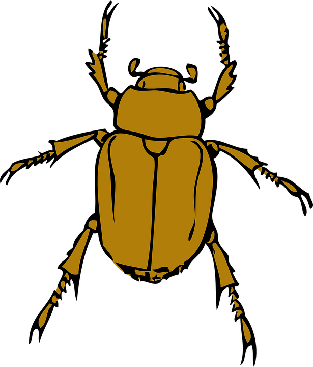 Bugs, Bug, Insect, Animal, Beetle, Insects - Beetle Clipart (615x720)