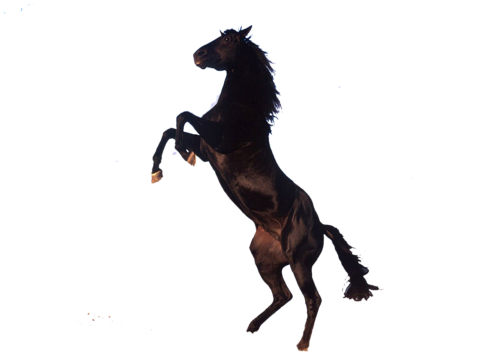 Horse Png Clipart - Horse (1600x1200)