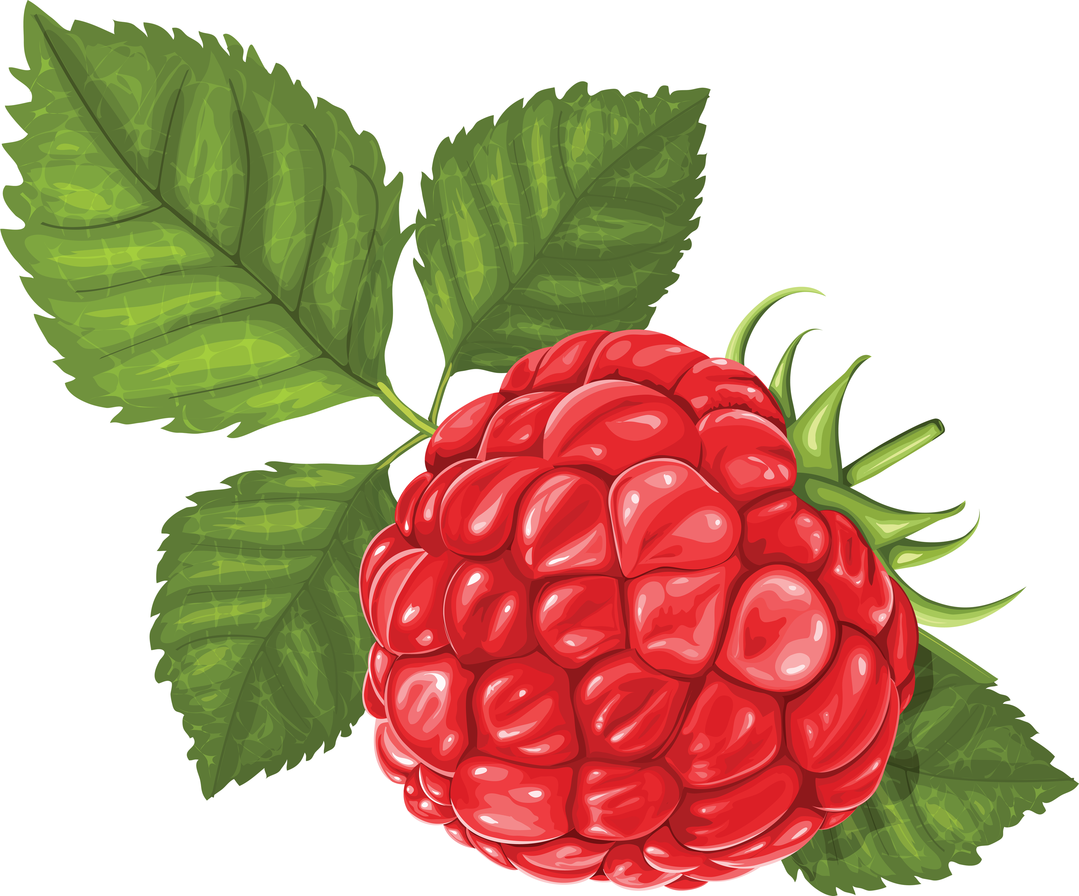 Rraspberry Png Image - Raspberry Illustration (3514x2920)