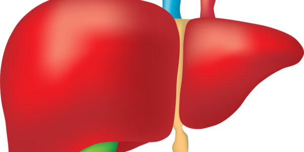 Signs Your Liver Is Sluggish And What To Do About It - Liver (600x300)
