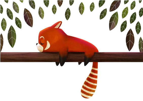 Red Panda Giant Panda Raccoon Drawing Illustration - Red Panda Giant Panda Raccoon Drawing Illustration (564x556)