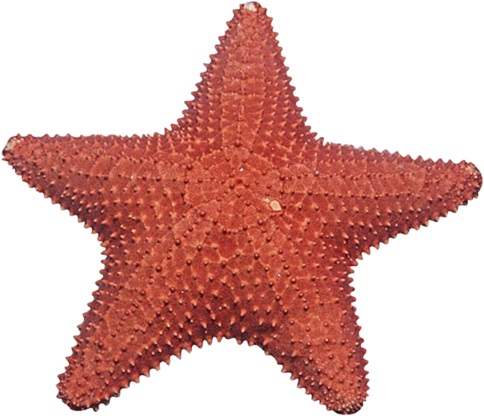 Starfish Png Image - Sea Star Png (958x833)