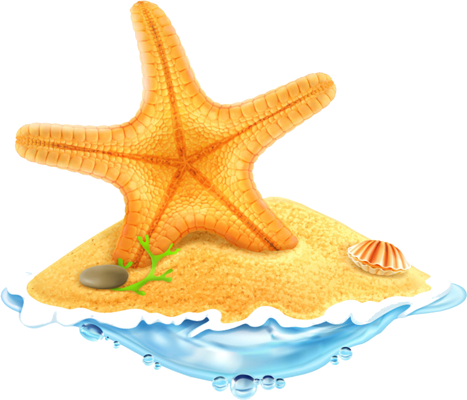 Starfish All Species Sea Stars Belong Stock Photo Royalty - Coconut Tree Cartoons Summer (1000x1024)