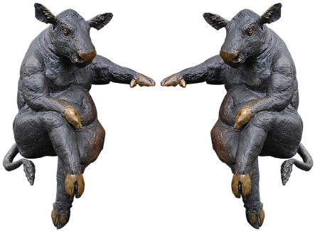 Cow, Milk Cow, Sitting, Beef - Cow Sitting (464x340)