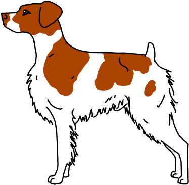 28 Collection Of Brittany Spaniel Drawing - Brittany Spaniel Drawing (536x432)