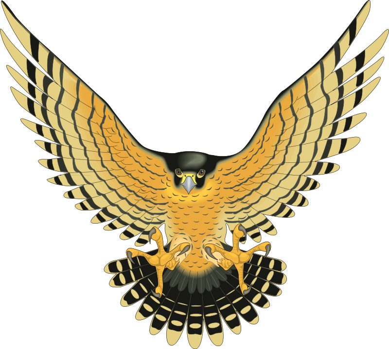 Bird Of Prey Clipart Vector - Birds Of Prey Clipart (800x718)