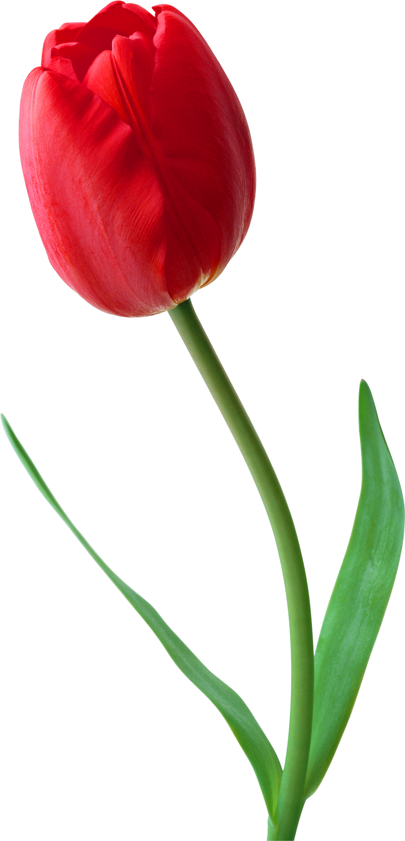 0, - Tulip Png (1420x2738)