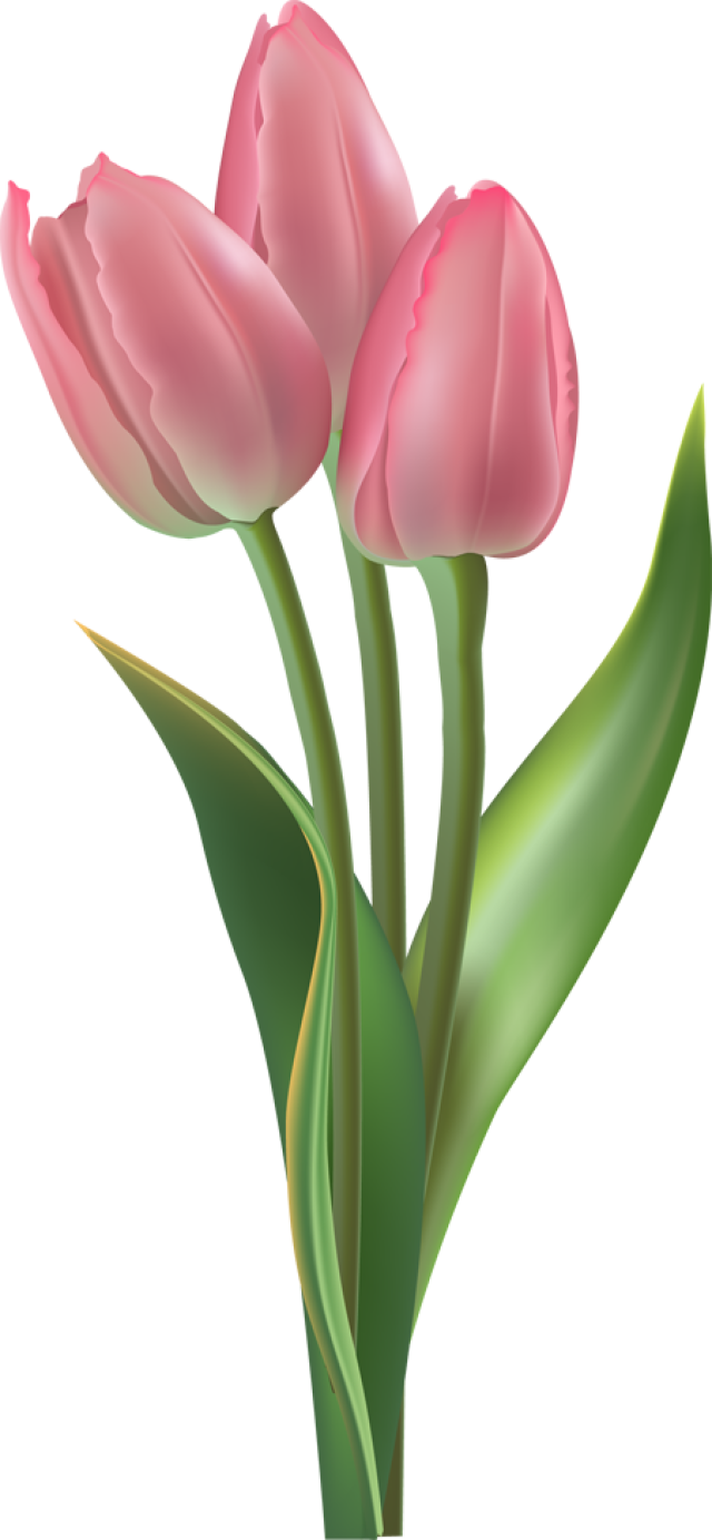 Beautiful Orange Tulip With Red Ribbon And Bow Holding - Pink Tulip Png (640x1384)