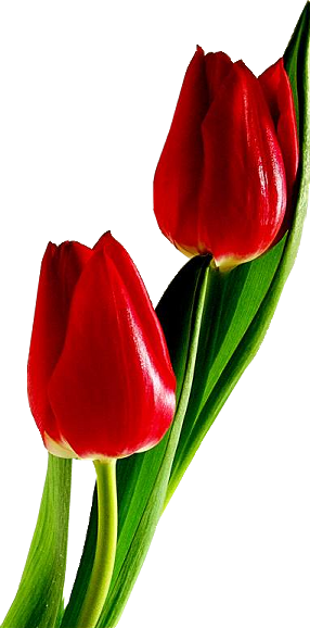 My Current Design Would Include 3 Red Tulips, 2 Butter - Red Tulip Png (286x578)