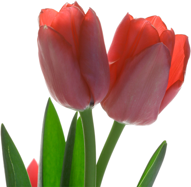 Tulip Red Flower - Tulip Red Flower (800x736)