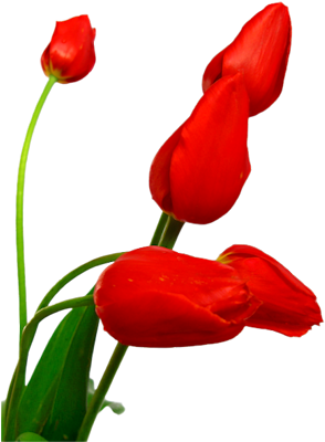 Red 5stemed-group - Cartão Dia Das Mães (332x400)