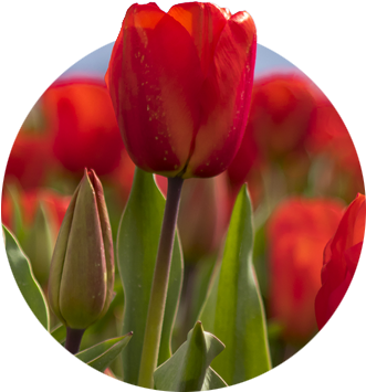 Closeup Of Red Tulip And Bud With Blurred Red Tulips - Tulip (400x400)