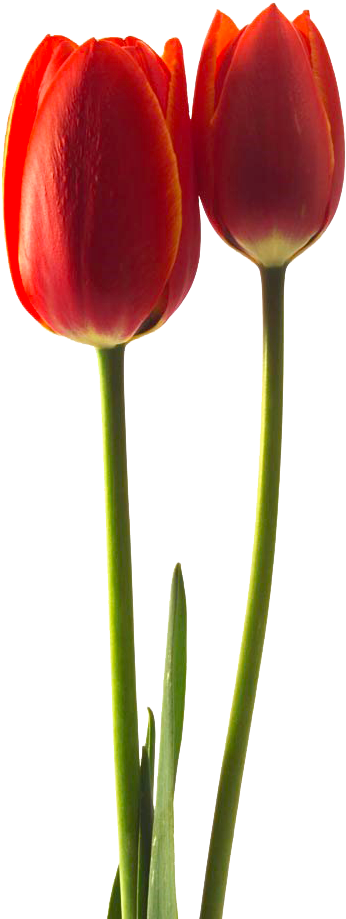 Tulipa Gesneriana Flower Stock Photography - Tulipa Gesneriana Flower Stock Photography (683x1024)