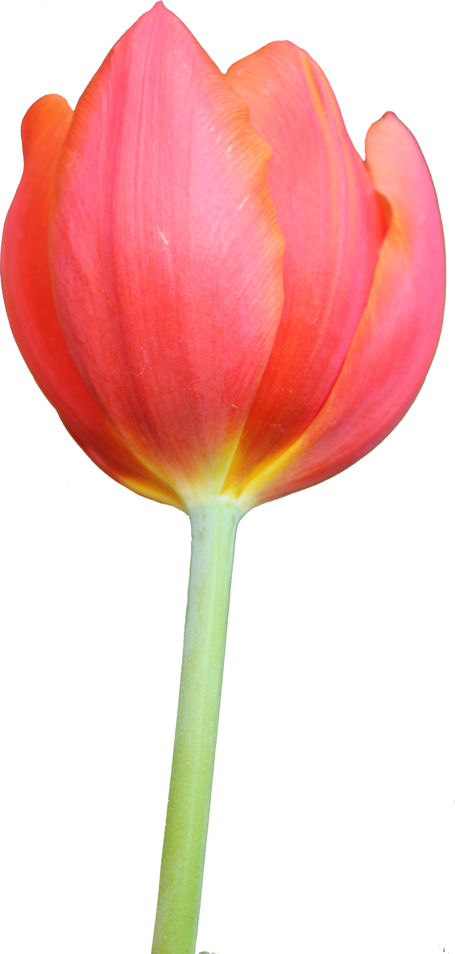 Tulip Png Hd - Tulip Png (900x1887)