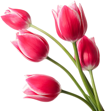 Red Tulips Png Image - Sprenger's Tulip (364x377)