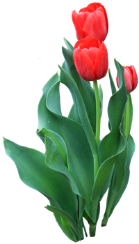 Tulip Flower Red Icon - Portable Network Graphics (600x500)