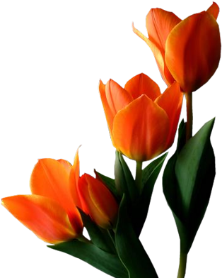 Orange-tulips - Orange Tulip No Background (332x400)