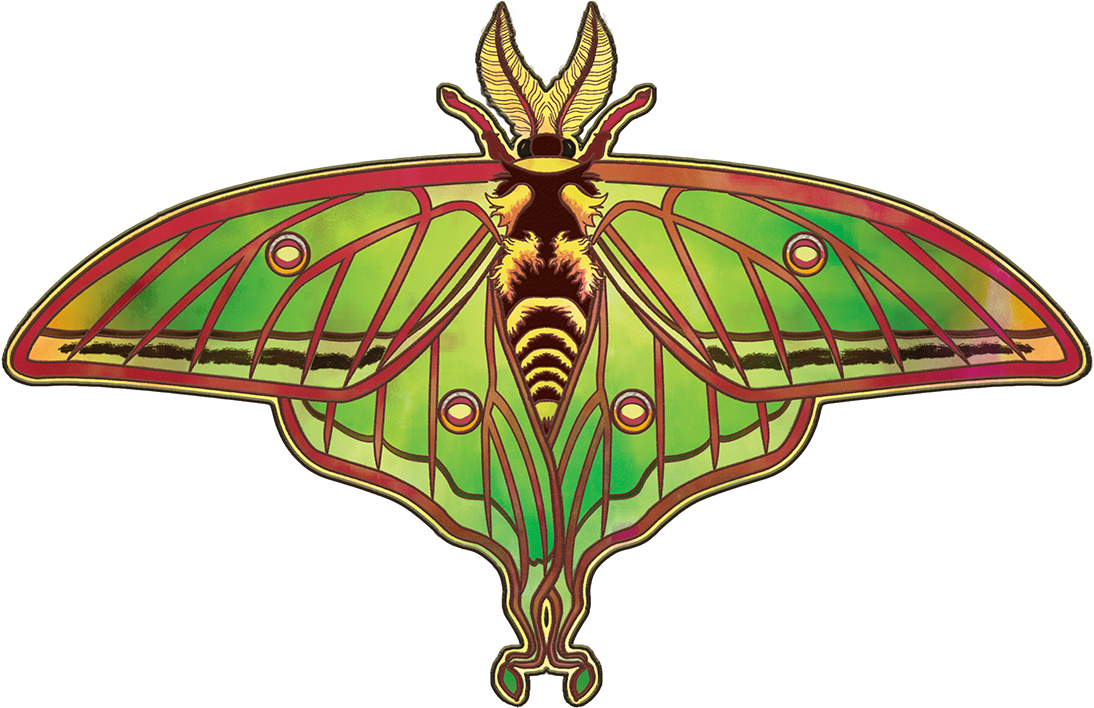 Spanish Luna Moth - Swallowtail Butterfly (1125x750)