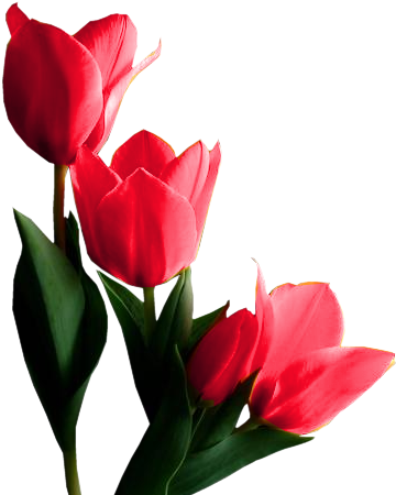 Red Tulips - Fleur Tulipe Png (381x459)
