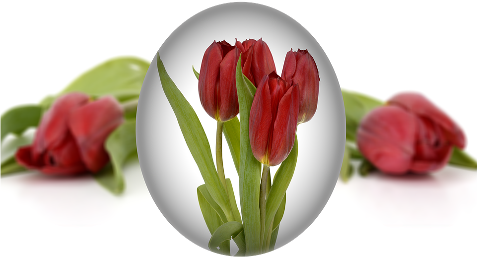 Easter, Egg, Easter Egg, Tulips, Flower - Easter (960x591)