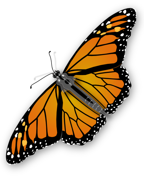 Butterfly Png Image, Free Picture Download - Butterfly Clipart No Background (512x600)