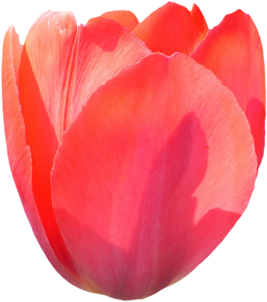 Tulip Png - Tulip (983x1076)