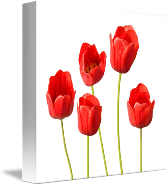 Wildflower Red Tulips Png Watercolor - Mom Birthday Card - Happy Red Tulips Card (589x650)