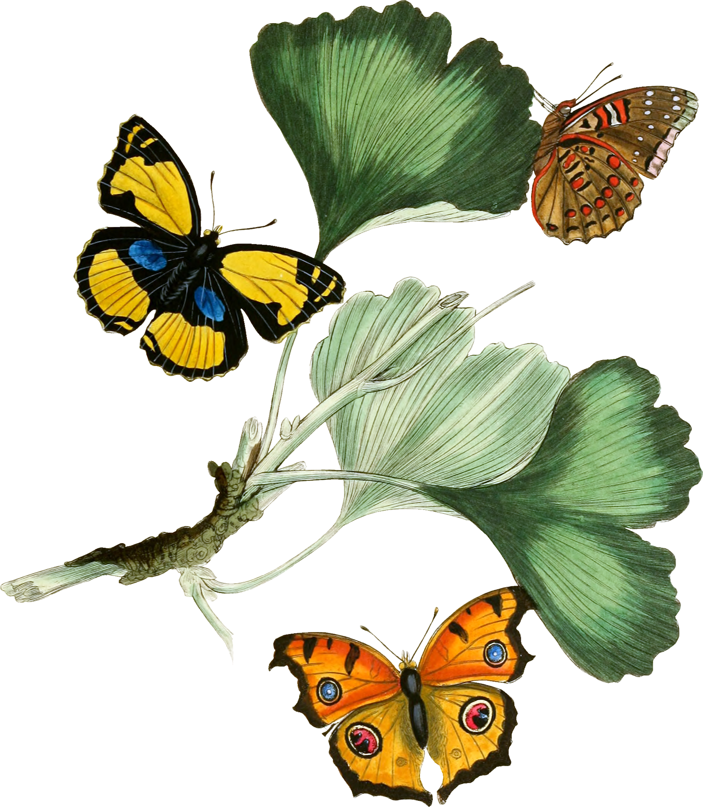 6084 A380 Vintage Bu - Giclee Painting: Donovan's Album Donovan : An Epitome (2400x3000)