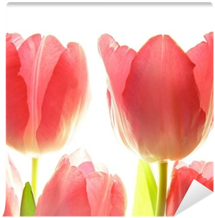 Close-up Of Bunch Of Red Tulips On White Background - Red (400x400)