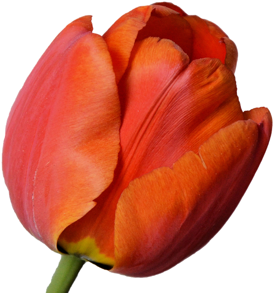 Tulip Png 24, Buy Clip Art - Tulip (960x640)