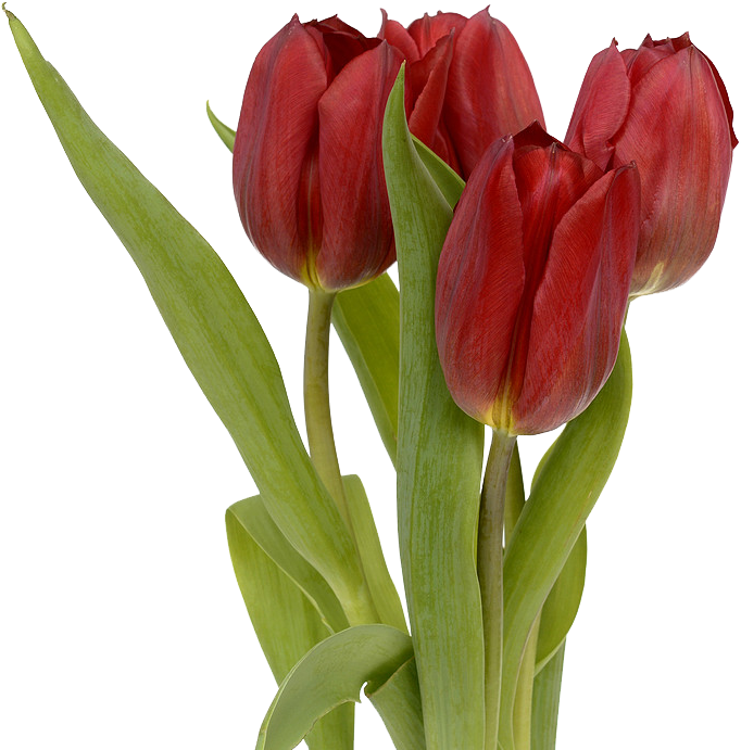 Flor De Tulipán Stock - Flowers Leaves (808x800)