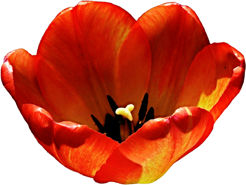Orange Tulip By Jeanicebartzen27 - Tulip (1024x778)