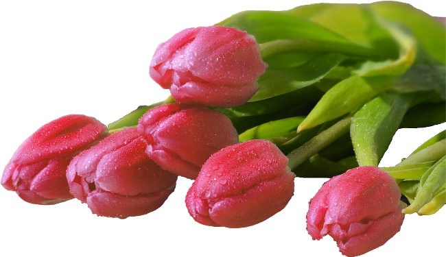 Red Tulips - Shirin - Cryptexmarble - Download (650x375)
