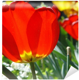 Sprenger's Tulip (400x400)