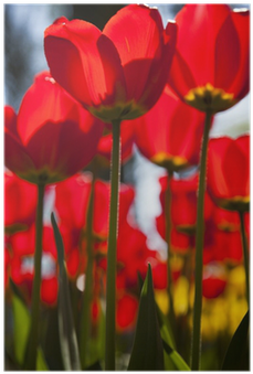Tulip (400x400)